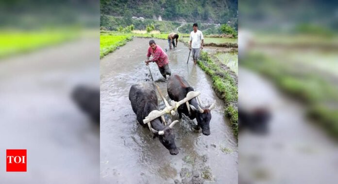1749982790_North-scorched-Sirsa-tops-452°C-rain-forecast-in-Himachal-till.jpg