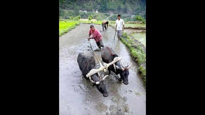 North scorched, Sirsa tops 45.2°C; rain forecast in Himachal till June 20