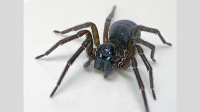 Feather-Legged Lace Weaver Spider Uses Toxic Silk Instead of Fangs