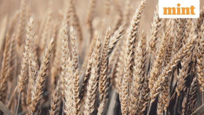 Grains_1758514608337_1758514608516.jpg