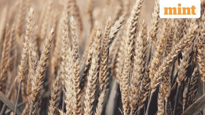Grains_1758514608337_1758514608516_1758893911481.jpg