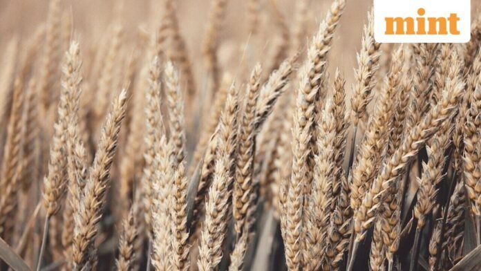 Grains_1758514608337_1758514608516_1759105957888.jpg