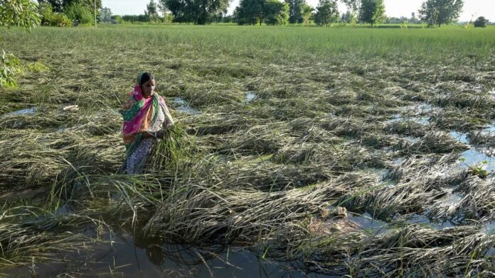 TOPSHOT-INDIA-FLOOD-WEATHER-CLIMATE-0_1757656741794_1757656764730.jpg