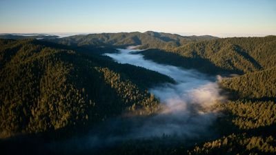 apple-restore-fund-california-redwoods.jpg