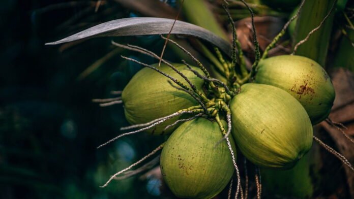 world-coconut-day-blog.jpg