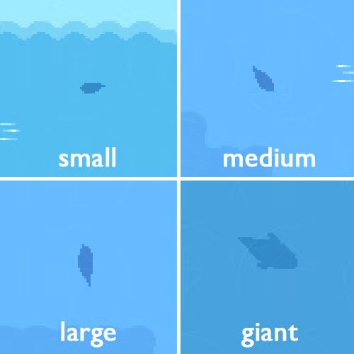 jlee_240827_1001_FoM_fish_shadows.jpg